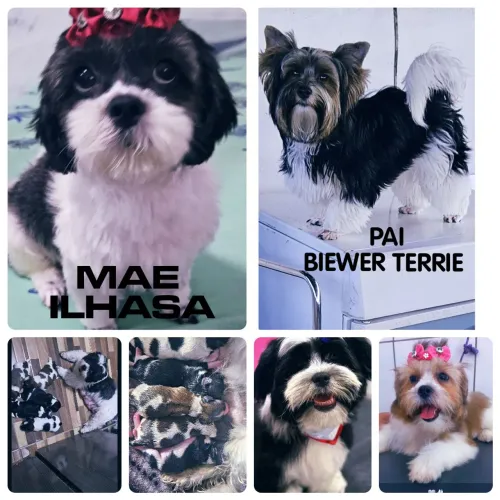 FILHOTINHOS DE BIEWER TERRIE COM ILHASA APSO