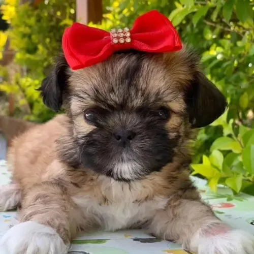 peluidnhos de fofura
