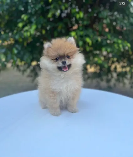 Spitz padrão boo com vacina e vermifugo 92 dias