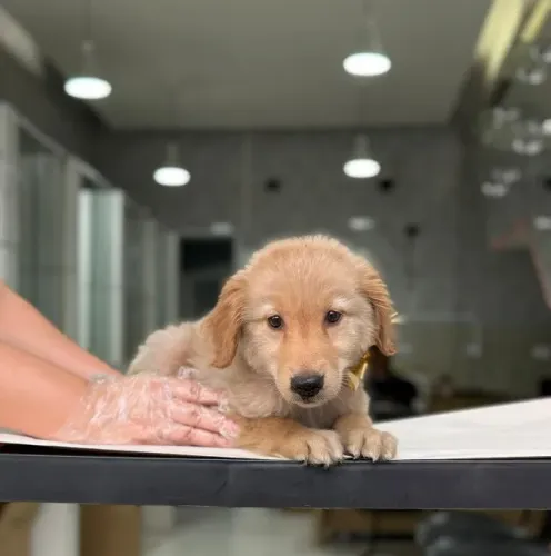 Golden Retriever Premium: Saúde Blindada com V10 Importada e Contrato!