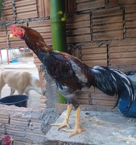 Galo