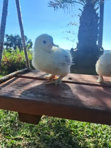 PINTINHOS BRAHMA 