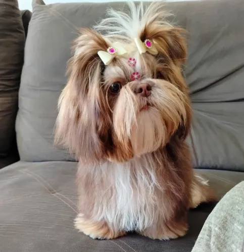 Fêmea 7 meses
