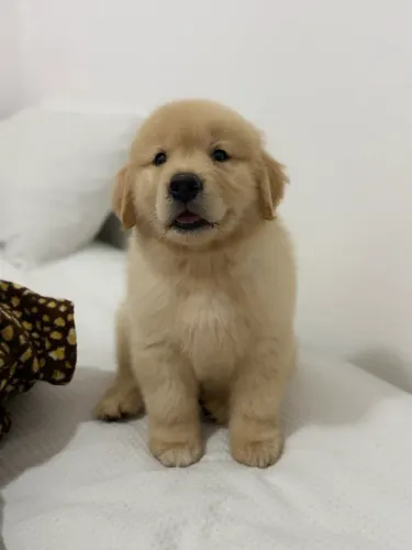 Golden retriever