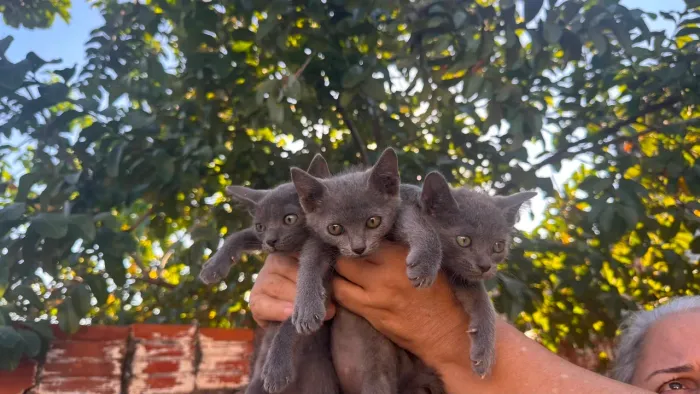 Gatos para Adoção 