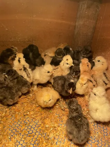 VENDO PINTINHOS DE SEDOSA DO JAPÃO