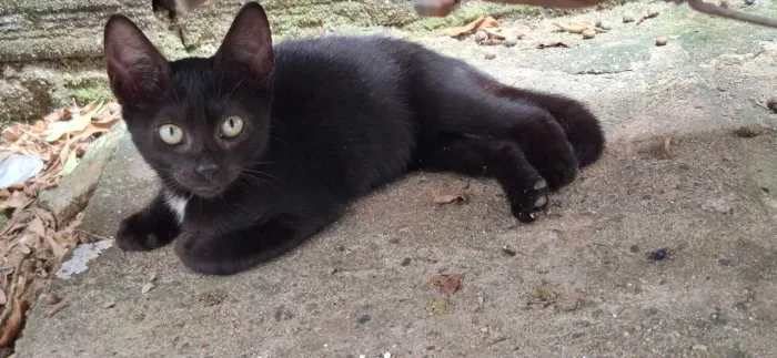 Doação de gata