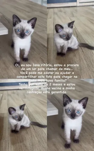 Gatinha para adoção