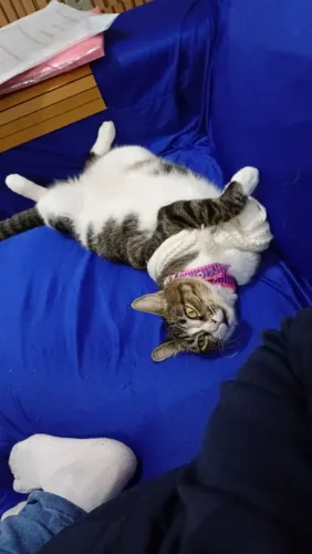 Procura se essa gatinha 