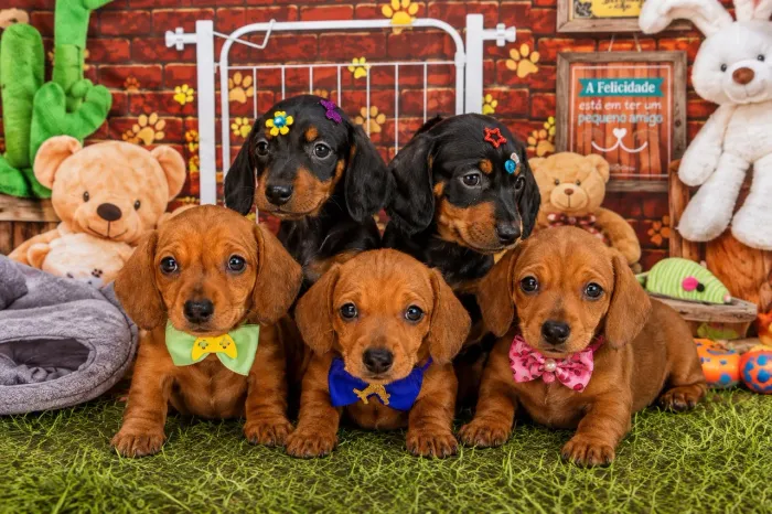 Filhotinhos lindos disponíveis dachshund