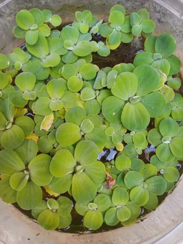 planta santa luzia