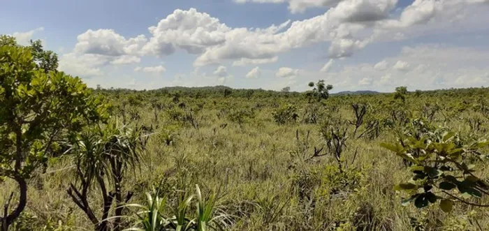 Fazenda em Novo Acordo. 25 mil por alqueire.