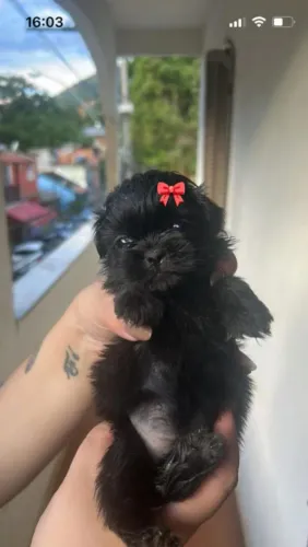 Shih Tzu Fêmea, Bebê, Linda! Macho 800 fêmea 1200
