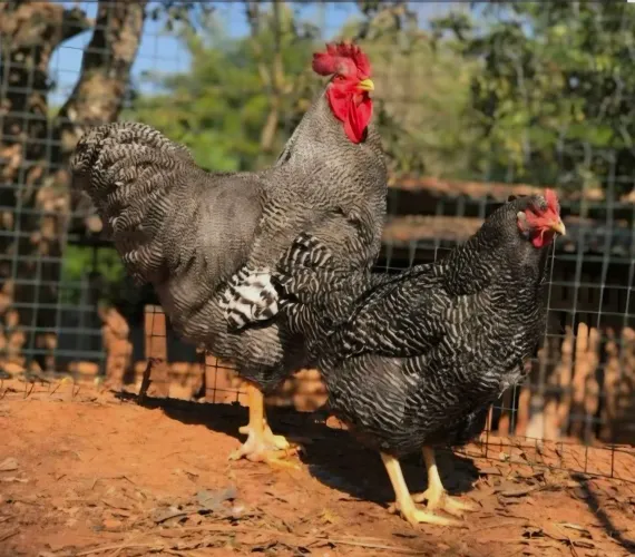 Plymounth Rock Barrado