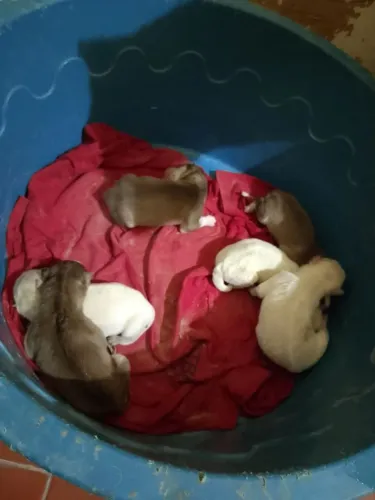 Husky siberiano (filhote)