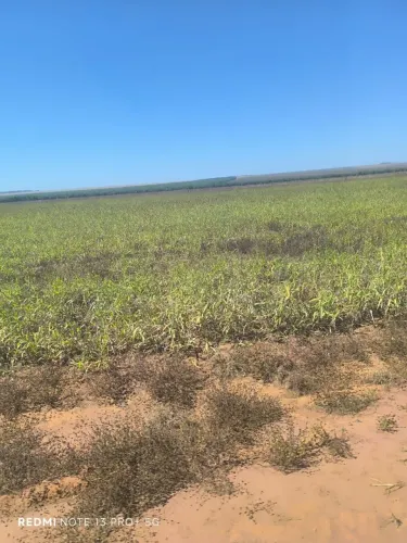 Fazenda arrendamento Repassa, 1.200 hec plantando Boa Esperaça norte MT. Perto Ubiratã
