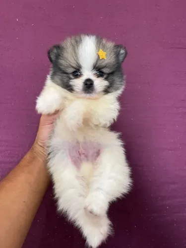 Lulu da pomerania anão bicolor