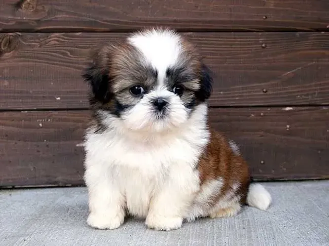 Filhotes de shihtzu disponíveis, criados com muito amor