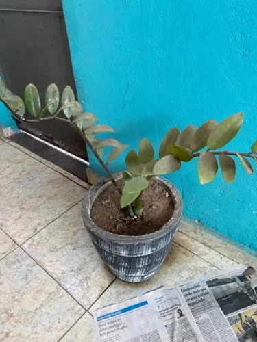 Planta Zamioculcas Zamiifolia com vaso estudo oferta