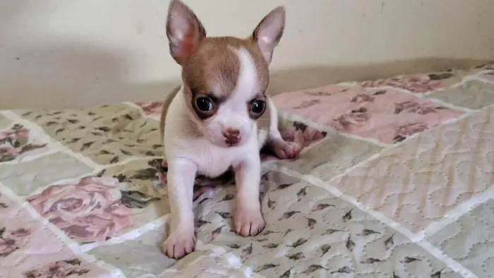 Chihuahua minúsculos Pelo longo ou curto!