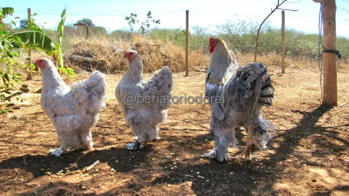 Ovos Galados de Galinhas Brahma Isabela 