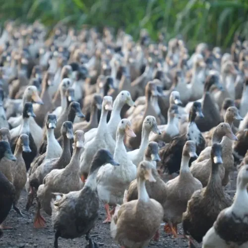 Vendo patos