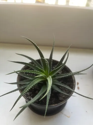 Vaso com suculenta 