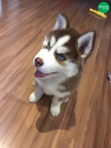 Filhote de Husky Siberiano wolly