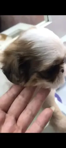 Filhote shih Tzu macho