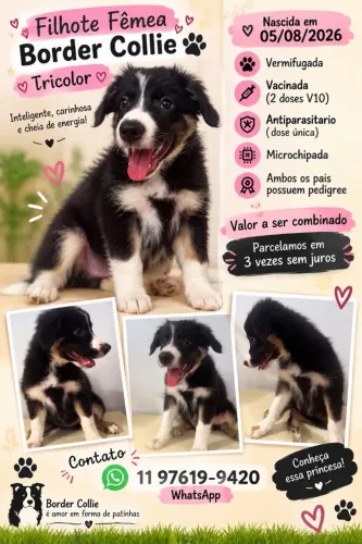 FILHOTE TRICOLOR FÊMEA BORDER COLLIE
