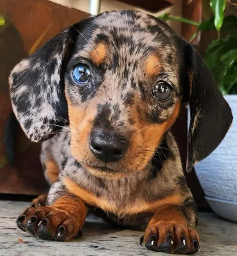 Dachshund - Maravilho Com Pedigree!!