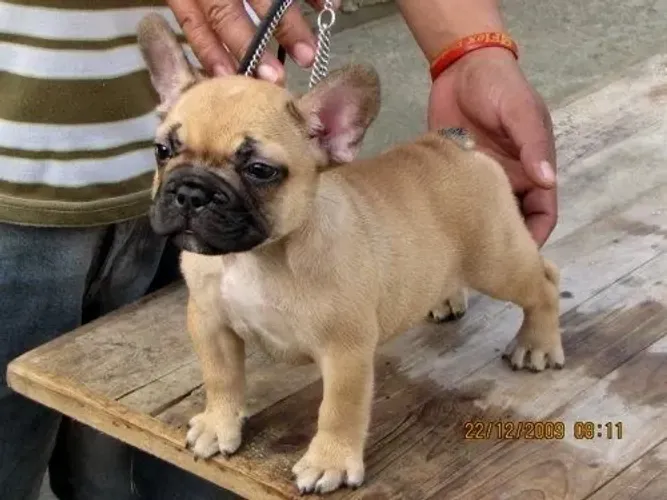 Bulldogue Francês - Seu Lar Pode Ganhar Um Novo Motivo Para Sorrir 