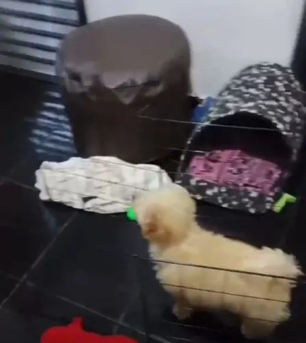 Poodle 