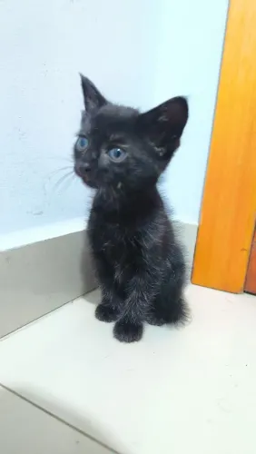 Doação Gatinha filhote Fêmea