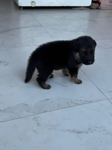 Vende se cães