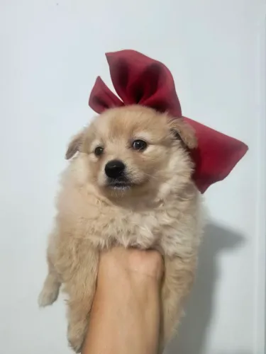 Fêmea Luluzinha