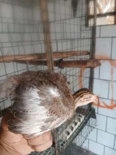 Lindas galinhas caipira pra venda