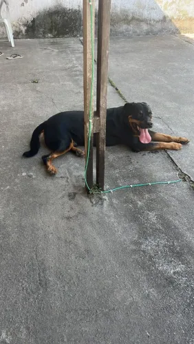 Para adoção