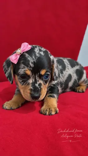 Filhotes de Dachshund
