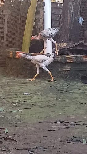Índio gigante