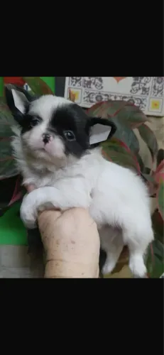 Chihuahua machinho e fêmea disponível pra entrega