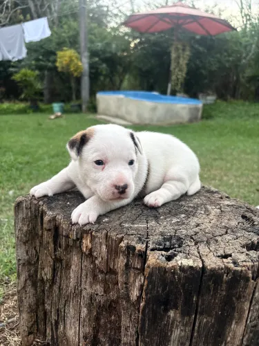 Filhote de Jack Russel macho 