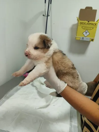 Filhote Border Collie Raros
