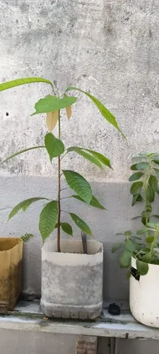 Vendo plantas