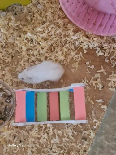 Hamster Russo anão