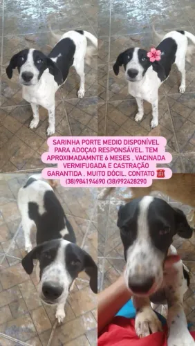 Adocao responsavel