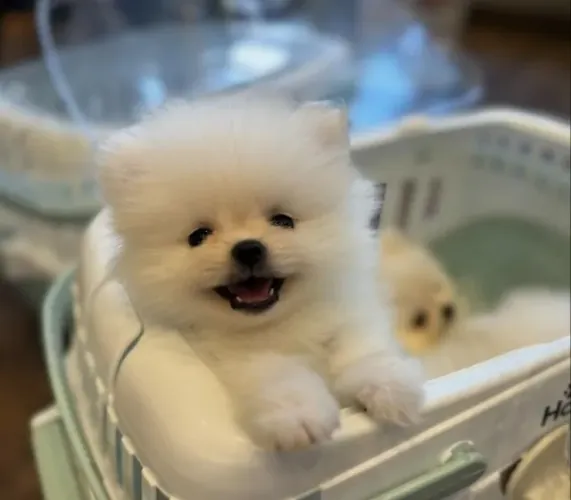Cachorro Lulu da Pomerania promoção da semana, filhote criado com carinho