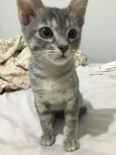 Gatinhas para adoção em planaltina df 