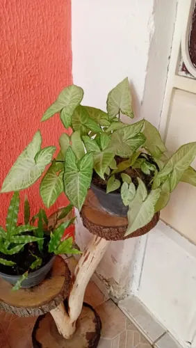 Vaso de Singonio - planta trepadeira
