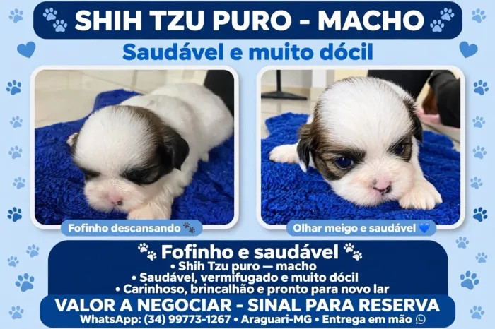 Vende se filhotes shitszu